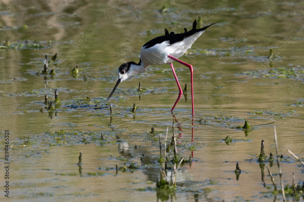 Fototapeta premium Echasse blanche, Himantopus himantopus, Black winged Stilt