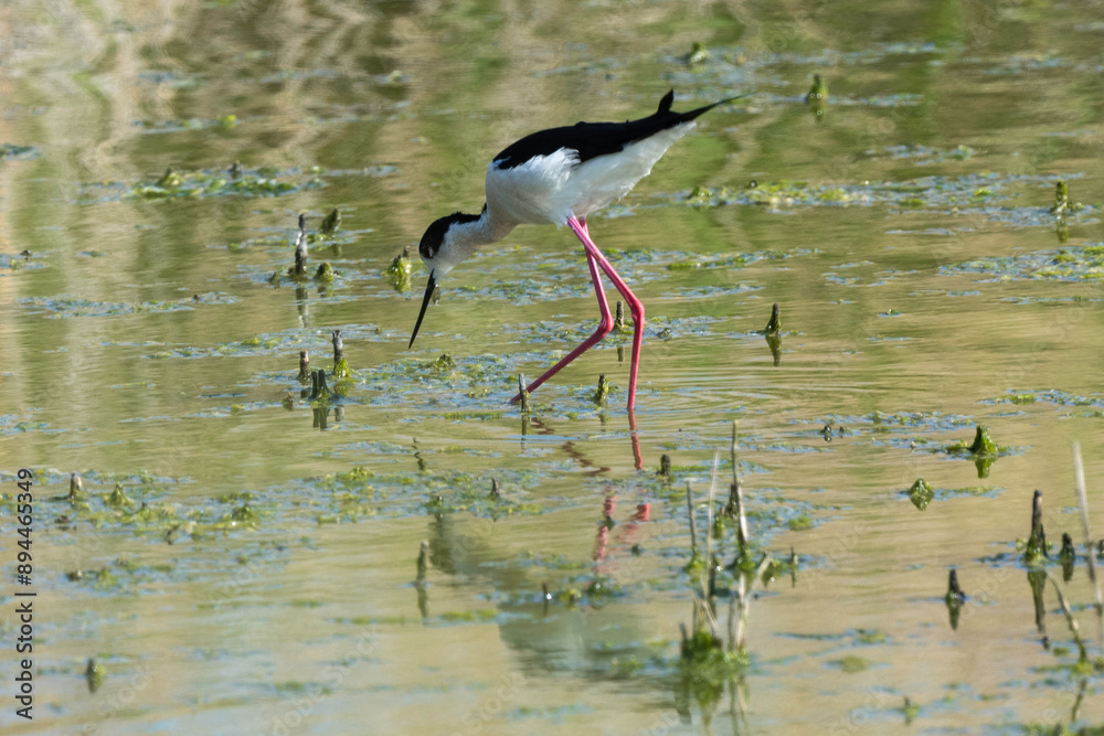 Fototapeta premium Echasse blanche, Himantopus himantopus, Black winged Stilt