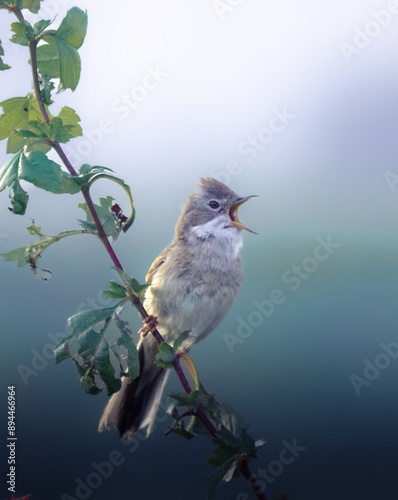 Greater reed warbler on a branch