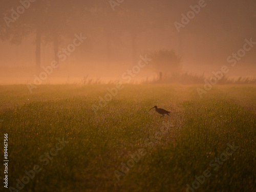 A bird in foggy morning, Dutch village