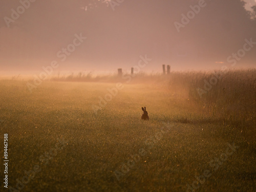 Silhouette of rabbit in misty morning