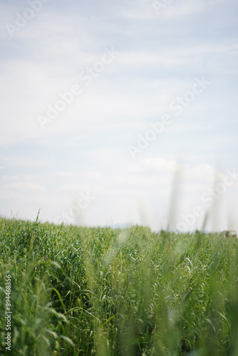 green field and sky