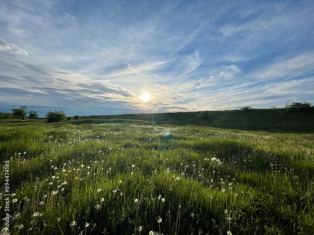 Fototapeta premium sunset over the field