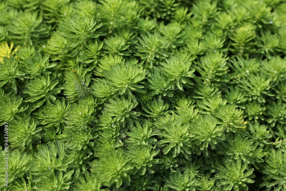 Close up green leaves background. Overlay natural foliage pattern Close up green leaves background. Overlay natural foliage pattern