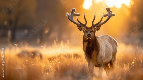 Majestic elk standing in a misty meadow at sunrise, its impressive antlers and serene presence highlighted by the golden light