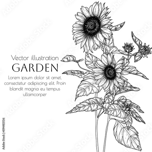 Vector illustration of sunflower flower in engraving style