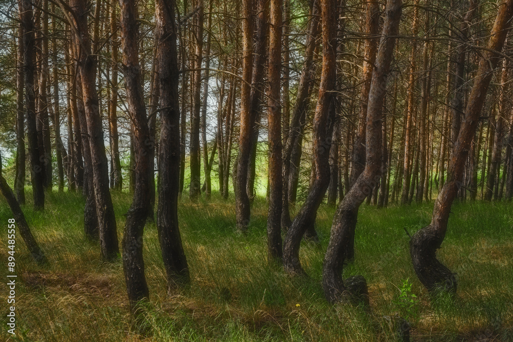 Obraz premium trees in the forest