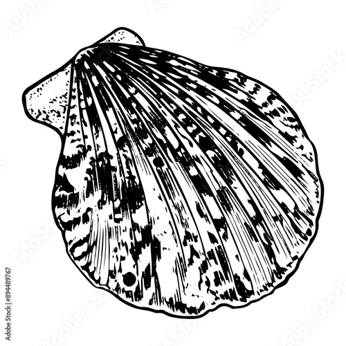 Sea shell sketch hand drawn. Pectinida scallop. Bivalve shells of sea creature, mollusk seashell. Souvenir from summer holiday on the beach. Vector graphics illustration.