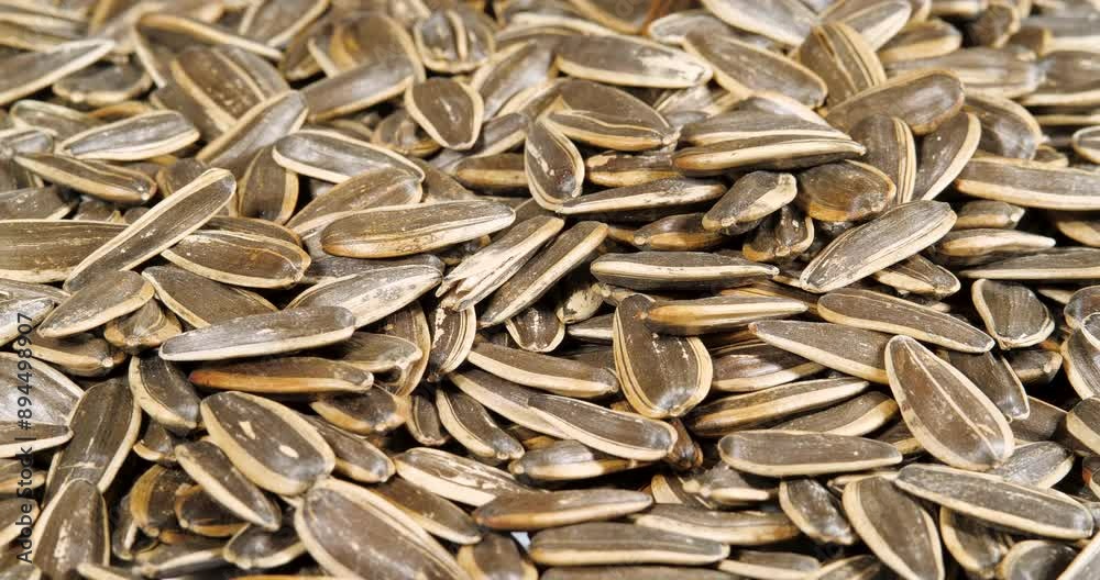 Dried Sunflower Seeds Rotating Close Up. Top View. Background from Natural Products Dried Sunflower Seeds Rotating Close Up. Top View. Background from Natural Products