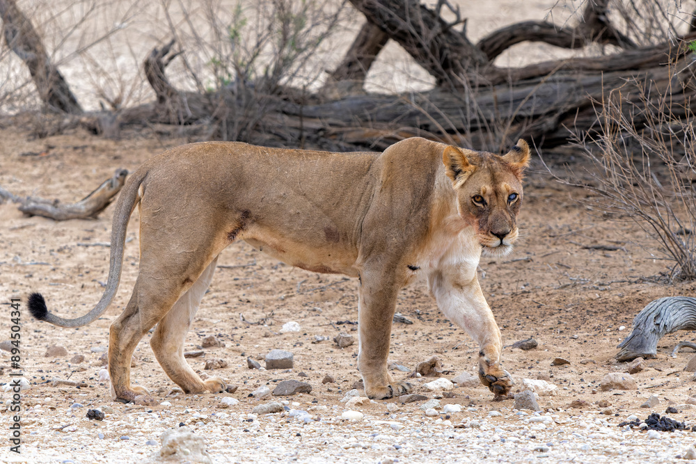 Lioness (Panthera leo) walking in the Kalahari Desert in the Kgalagadi Transfrontier Park in South Africa Lioness (Panthera leo) walking in the Kalahari Desert in the Kgalagadi Transfrontier Park in South Africa