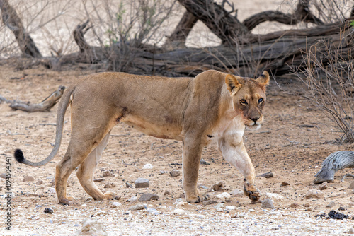 Lioness (Panthera leo) walking in the Kalahari Desert in the Kgalagadi Transfrontier Park in South Africa