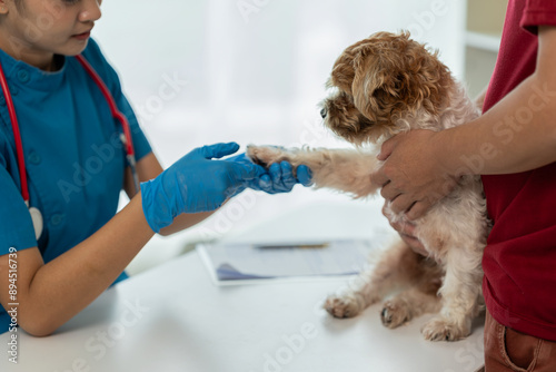 Photography Young Asian veterinarian sits examining cute Shih Tzu dog with stethoscope in veterinary clinic, concept of health care and medicine for pets