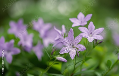 Purple Wildflowers in Bloom