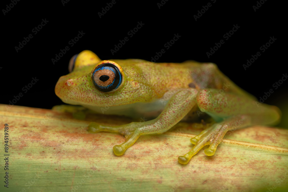 Obraz premium Professional macro portrait of a Green bright-eyed frog(boophis viridis) from Andasibe, Madagascar