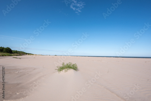 Sand dune on the baltic sea shore in Sikrags, Latvia photo