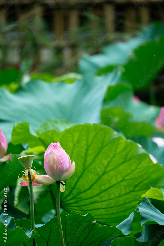 These are lotus flowers from a certain place in Kyoto, Japan. These are lotus flowers from a certain place in Kyoto, Japan.
