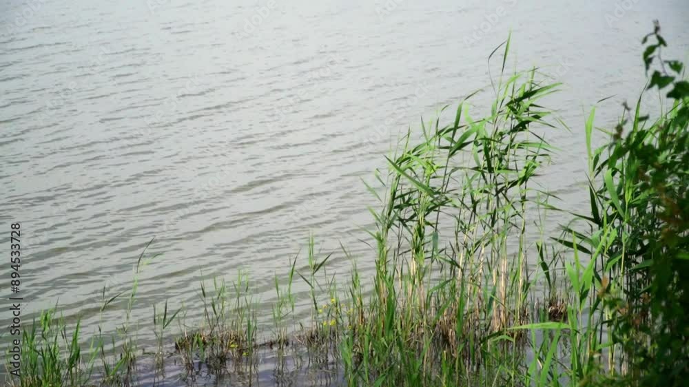 Tall green grass flooded with flowing water Tall green grass flooded with flowing water