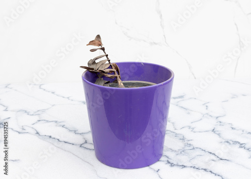 Dried and Withered ZZ Plant in Purple Pot photo