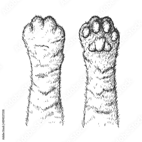 Paw of the cat sketch engraving vector illustration. Hand drawn feline foot isolated on white background.