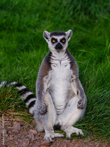 lemur sits on green grass