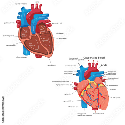Human Heart anatomy vector