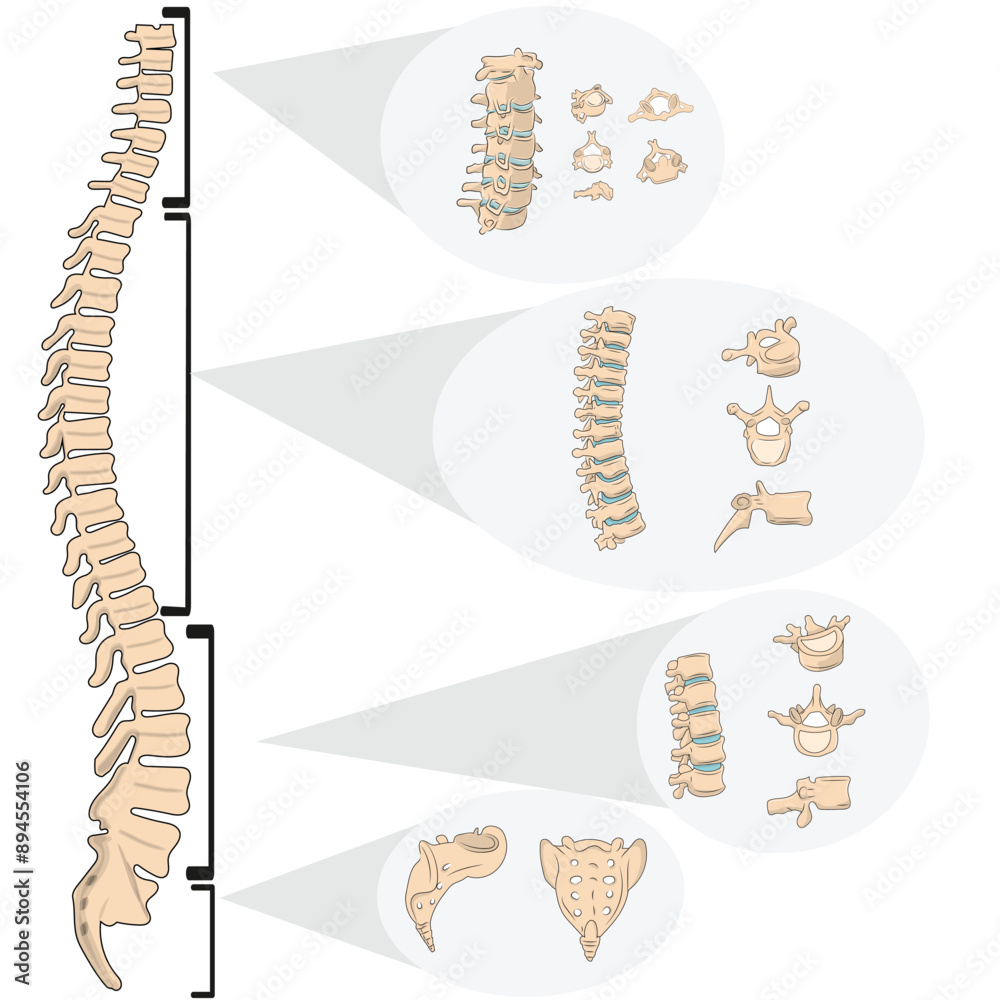 Vertebral Vector Poster vertebral column vertebrae anatomy vector – Wandbild | Europosters