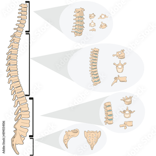 vertebral column vertebrae anatomy vector