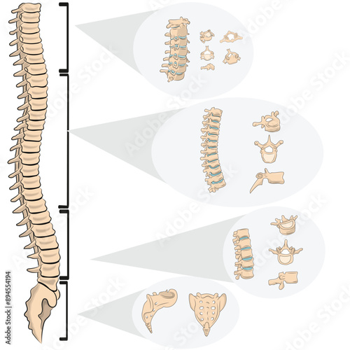 vertebral column bone anatomy vector