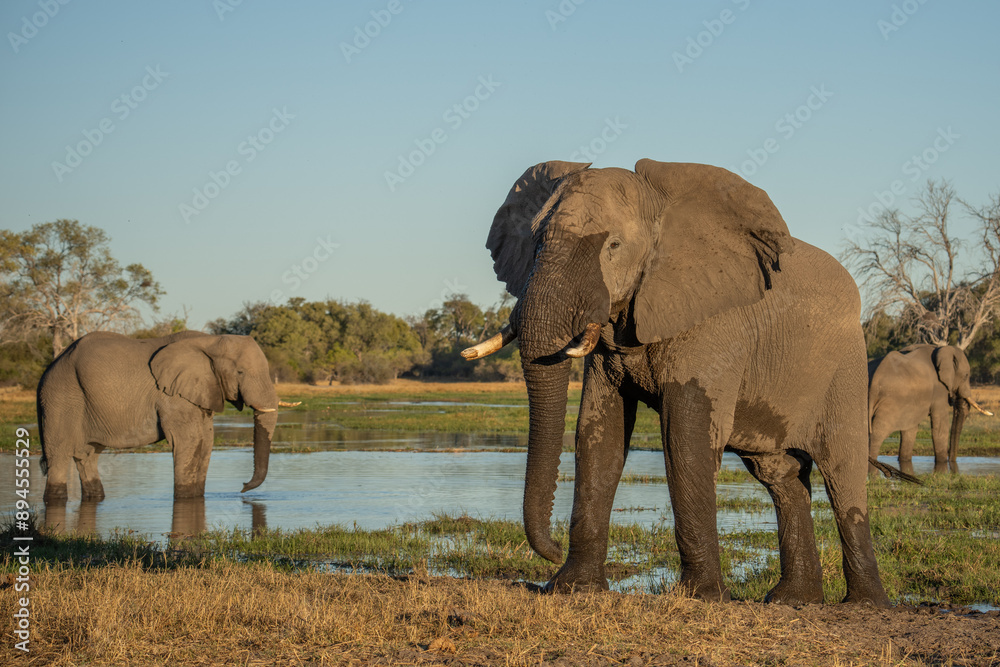 Fototapeta premium herd of African elephants at sunset Botswana