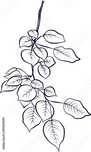 Hand drawing of a branch of Populus tremula, vector illustration by aspen