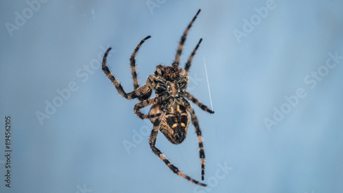 A large hairy spider hangs on a web. Macro of the lower part of the spider