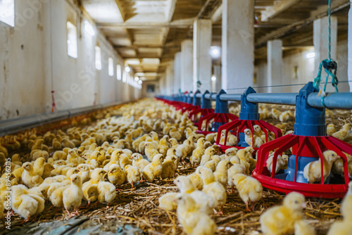 chicken farming, chicks, poultry, broiler farm photo