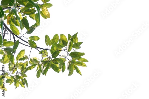 A Tropical tree with leaves branches on white isolated background for green foliage backdrop 