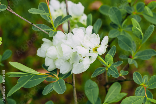 Flower of white Exochorda racemosa close-up in landscape garden photo