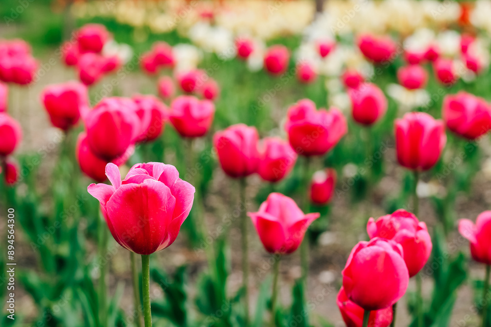Blooming pink tulips close-up, floral background Blooming pink tulips close-up, floral background