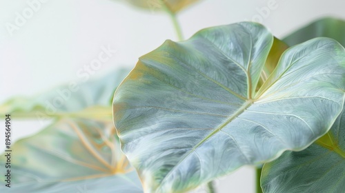 Detailed view of a rare Alocasia with its iridescent leaves photo