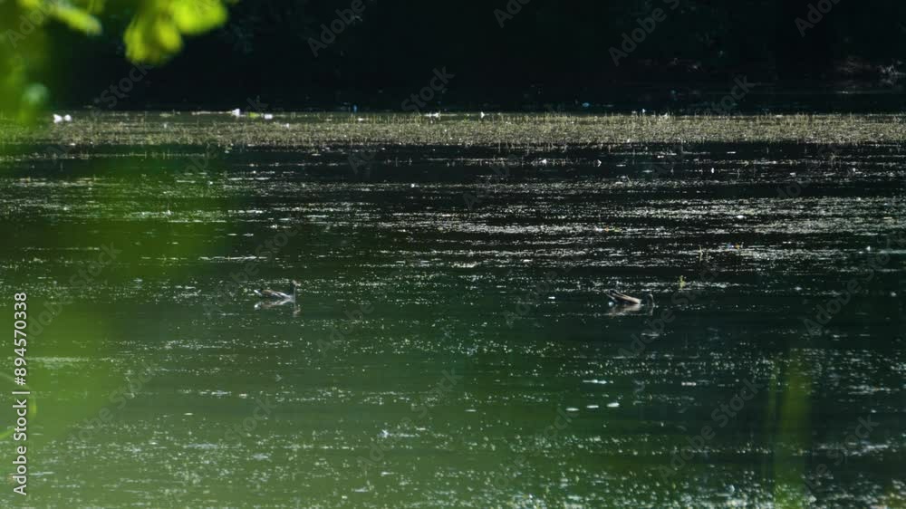 Ducks swimming on a wild pond Ducks swimming on a wild pond