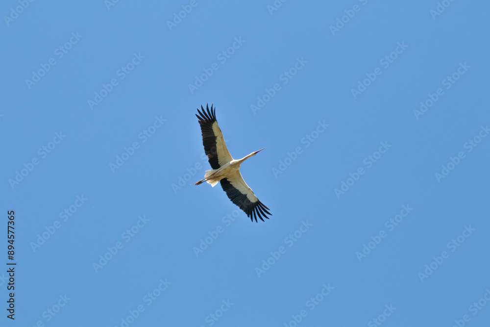 Ornithology. Bird, animal. Stork. Stork (Ciconia ciconia) flying on blue sky background. Ornithology. Bird, animal. Stork. Stork (Ciconia ciconia) flying on blue sky background.