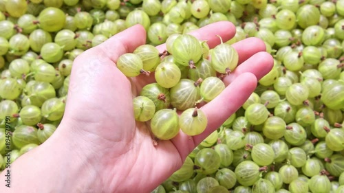 a lot of gooseberries in the box