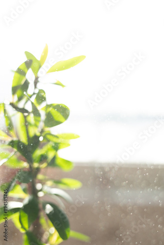 Sunlit Leaves with a Soft F...