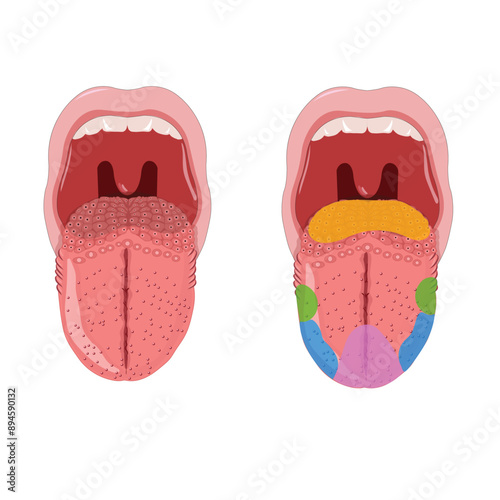 tongue and taste buds vector medical content