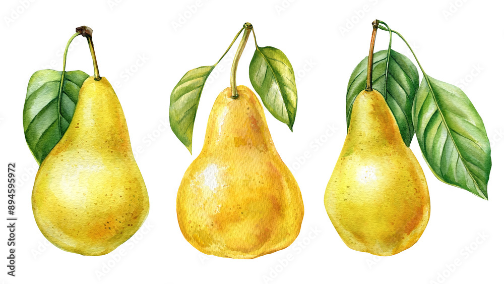 Αυτοκόλλητο Sweet pears set watercolor illustration, fruits on isolated background, botanical painting