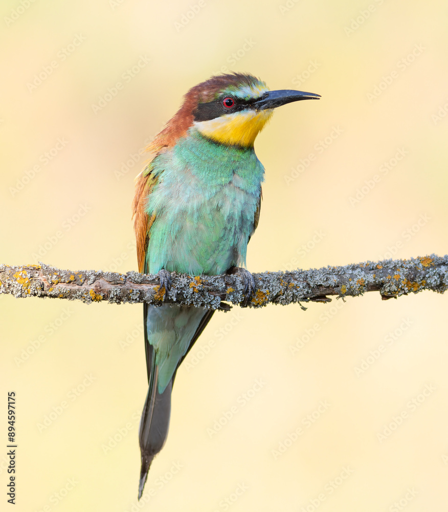 Obraz premium European bee-eater, merops apiaster. A bird sitting on a branch on a beautiful flat background
