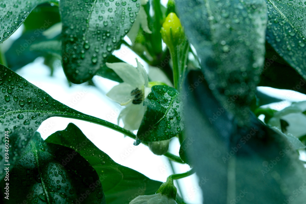 Close up of dew covered pepper plant with white flower