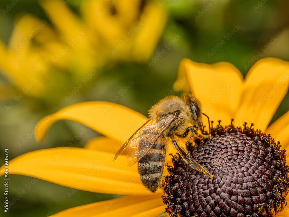Honeybee pollinating garden flowers Honeybee pollinating garden flowers