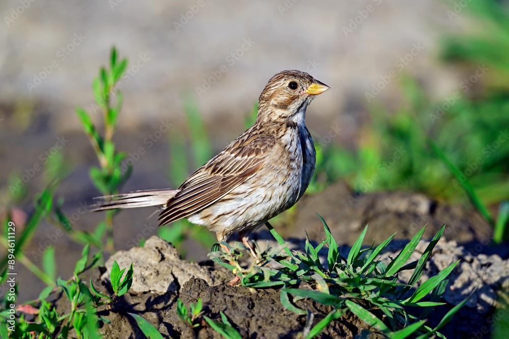 Corn bunting // Grauammer (Emberiza calandra) Corn bunting // Grauammer (Emberiza calandra)