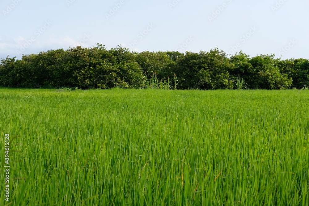 rice field rice field