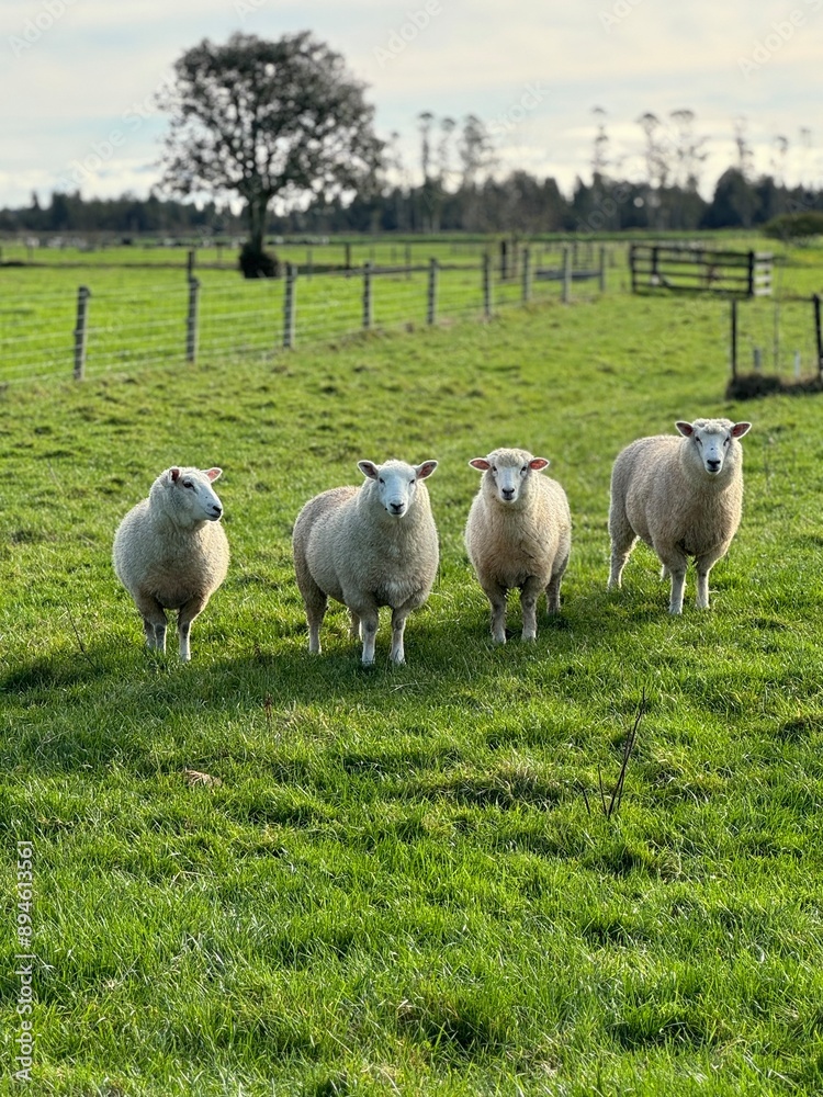 Fototapeta premium sheep and lambs
