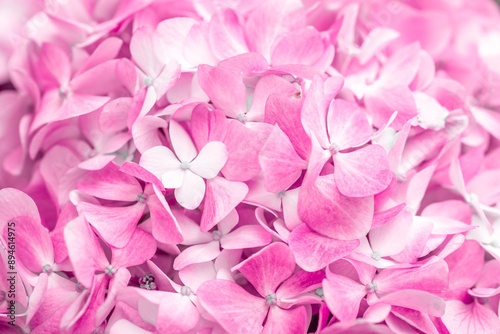 Pink flowers close up. Bouquet of purple flowers. City flower beds, a beautiful and well-groomed garden with flowering bushes.