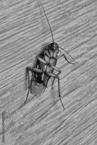 A dead cockroach upside down. Close up. Wood motif floor background. photo